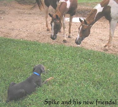 Spike and his New friends!!